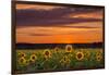 Sunset over Sunflowers-Michael Blanchette Photography-Framed Photographic Print