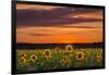 Sunset over Sunflowers-Michael Blanchette Photography-Framed Photographic Print