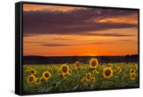 Sunset over Sunflowers-Michael Blanchette Photography-Framed Stretched Canvas