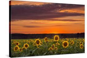 Sunset over Sunflowers-Michael Blanchette Photography-Stretched Canvas