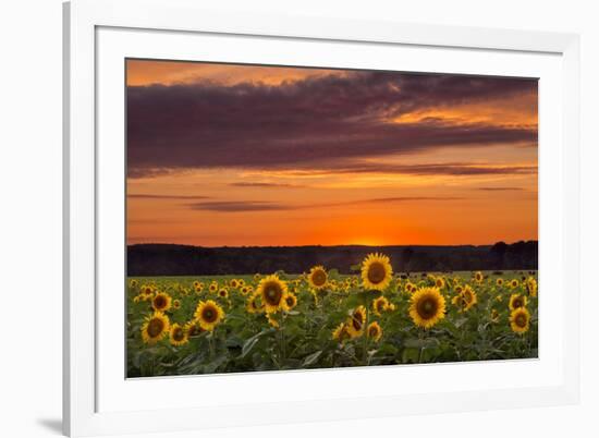 Sunset over Sunflowers-Michael Blanchette Photography-Framed Photographic Print