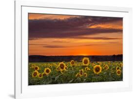 Sunset over Sunflowers-Michael Blanchette Photography-Framed Photographic Print