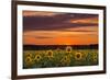 Sunset over Sunflowers-Michael Blanchette Photography-Framed Photographic Print