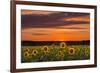 Sunset over Sunflowers-Michael Blanchette Photography-Framed Photographic Print