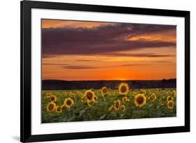 Sunset over Sunflowers-Michael Blanchette Photography-Framed Photographic Print