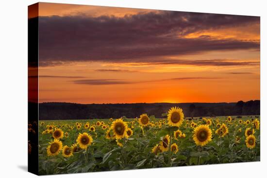 Sunset over Sunflowers-Michael Blanchette Photography-Stretched Canvas
