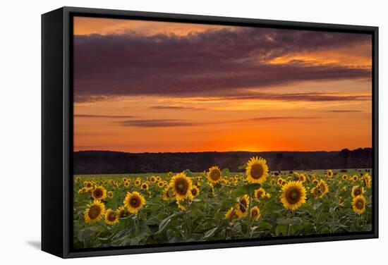 Sunset over Sunflowers-Michael Blanchette Photography-Framed Stretched Canvas
