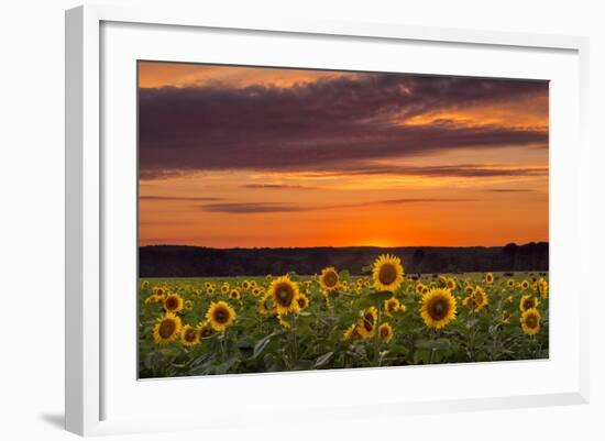 Sunset over Sunflowers-Michael Blanchette Photography-Framed Photographic Print