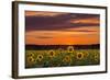 Sunset over Sunflowers-Michael Blanchette Photography-Framed Photographic Print