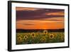 Sunset over Sunflowers-Michael Blanchette Photography-Framed Photographic Print