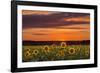 Sunset over Sunflowers-Michael Blanchette Photography-Framed Photographic Print