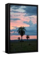 Sunset over the Cerrado Landscape and Palm Trees-Alex Saberi-Framed Stretched Canvas