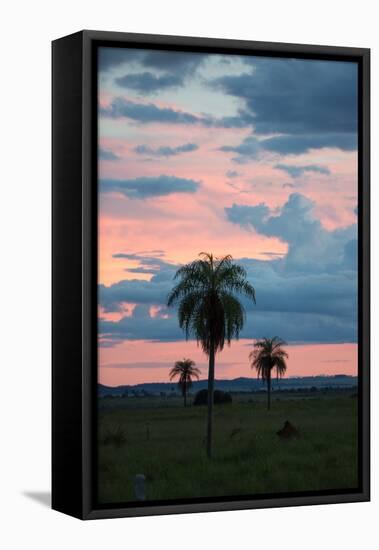 Sunset over the Cerrado Landscape and Palm Trees-Alex Saberi-Framed Stretched Canvas