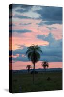 Sunset over the Cerrado Landscape and Palm Trees-Alex Saberi-Stretched Canvas