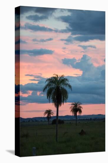 Sunset over the Cerrado Landscape and Palm Trees-Alex Saberi-Stretched Canvas