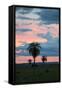 Sunset over the Cerrado Landscape and Palm Trees-Alex Saberi-Framed Stretched Canvas