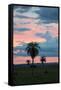 Sunset over the Cerrado Landscape and Palm Trees-Alex Saberi-Framed Stretched Canvas