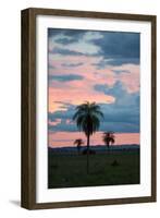 Sunset over the Cerrado Landscape and Palm Trees-Alex Saberi-Framed Premium Photographic Print