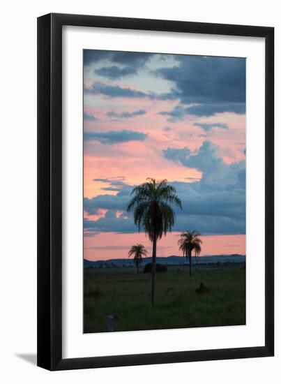 Sunset over the Cerrado Landscape and Palm Trees-Alex Saberi-Framed Premium Photographic Print