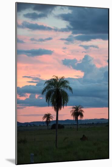 Sunset over the Cerrado Landscape and Palm Trees-Alex Saberi-Mounted Premium Photographic Print