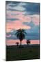 Sunset over the Cerrado Landscape and Palm Trees-Alex Saberi-Mounted Premium Photographic Print