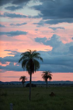 https://imgc.allpostersimages.com/img/posters/sunset-over-the-cerrado-landscape-and-palm-trees_u-L-PSWW8G0.jpg?artPerspective=n