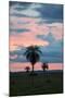Sunset over the Cerrado Landscape and Palm Trees-Alex Saberi-Mounted Photographic Print