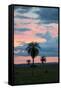 Sunset over the Cerrado Landscape and Palm Trees-Alex Saberi-Framed Stretched Canvas