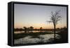 Sunset over the Delta, Khwai Conservation Area, Botswana, Africa-Sergio Pitamitz-Framed Stretched Canvas