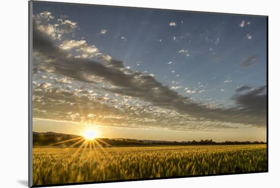 Sunset Over the Golden Meadow-Don Schwartz-Mounted Art Print