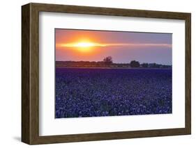 Sunset over the lavender fields in Valensole Plain, Provence, Southern France.-Michele Niles-Framed Photographic Print