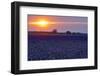 Sunset over the lavender fields in Valensole Plain, Provence, Southern France.-Michele Niles-Framed Photographic Print