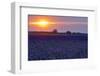 Sunset over the lavender fields in Valensole Plain, Provence, Southern France.-Michele Niles-Framed Photographic Print