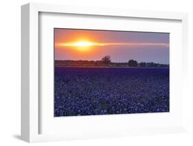 Sunset over the lavender fields in Valensole Plain, Provence, Southern France.-Michele Niles-Framed Photographic Print