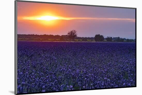 Sunset over the lavender fields in Valensole Plain, Provence, Southern France.-Michele Niles-Mounted Photographic Print