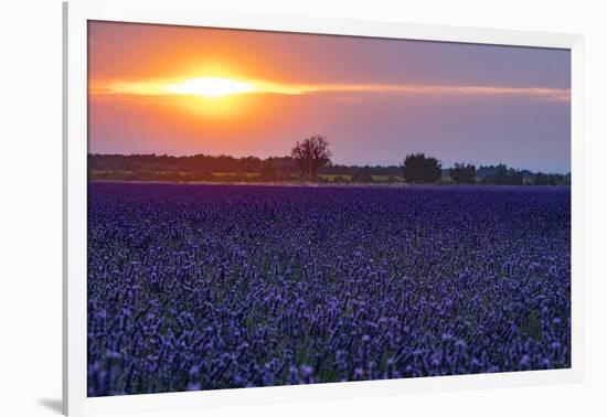 Sunset over the lavender fields in Valensole Plain, Provence, Southern France.-Michele Niles-Framed Photographic Print