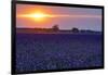 Sunset over the lavender fields in Valensole Plain, Provence, Southern France.-Michele Niles-Framed Photographic Print