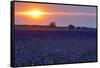 Sunset over the lavender fields in Valensole Plain, Provence, Southern France.-Michele Niles-Framed Stretched Canvas