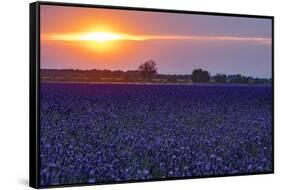 Sunset over the lavender fields in Valensole Plain, Provence, Southern France.-Michele Niles-Framed Stretched Canvas