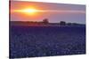 Sunset over the lavender fields in Valensole Plain, Provence, Southern France.-Michele Niles-Stretched Canvas