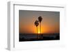 Sunset over the ocean and two palm trees in silhouettte, Dana Point, California-Ethel Davies-Framed Photographic Print