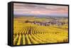 Sunset over the Vineyards of Oger, Champagne Ardenne, France-Matteo Colombo-Framed Stretched Canvas