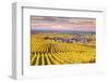 Sunset over the Vineyards of Oger, Champagne Ardenne, France-Matteo Colombo-Framed Photographic Print