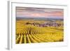 Sunset over the Vineyards of Oger, Champagne Ardenne, France-Matteo Colombo-Framed Photographic Print