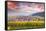 Sunset over the Vineyards Surrounding Riquewihr, Alsace, France-Matteo Colombo-Framed Stretched Canvas