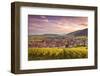 Sunset over the Vineyards Surrounding Riquewihr, Alsace, France-Matteo Colombo-Framed Photographic Print