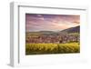 Sunset over the Vineyards Surrounding Riquewihr, Alsace, France-Matteo Colombo-Framed Photographic Print