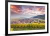 Sunset over the Vineyards Surrounding Riquewihr, Alsace, France-Matteo Colombo-Framed Photographic Print