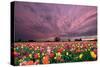 Sunset over Tulip Field-jpldesigns-Stretched Canvas