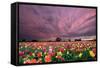 Sunset over Tulip Field-jpldesigns-Framed Stretched Canvas